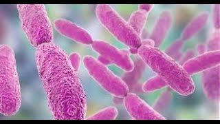 Long Term Trends of Clinical Distribution and Resistance Patterns of Klebsiella pneumoniae [upl. by Gnoz301]