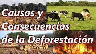 Causas y Consecuencias de la Deforestación y la Tala Inmoderada [upl. by Jodoin549]