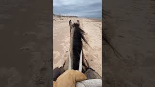 Lake Michigan Shoreline Horseback Ride horse horseriding horseback [upl. by Rudelson443]