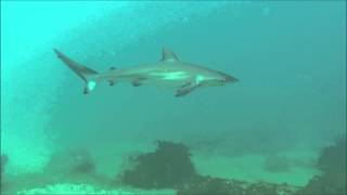 ANIMAL SPECIES  Carcharhinus obscurus [upl. by Hermie]