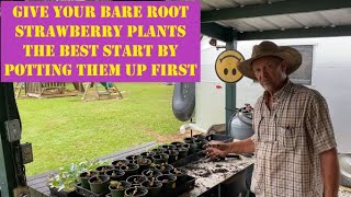 Step by Step How to Pot up Bare Root Strawberries  Why I Pot my Bare Root Strawberries [upl. by Broucek]