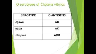 Vibrio Cholerae [upl. by Beata886]