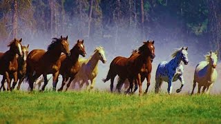 1 Hour Relax with WILD HORSES Mustang amp Music [upl. by Thea327]