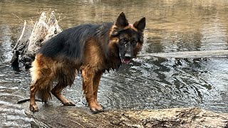 Should You Neuter Your Dog  my experience with my unfixed dog dog germanshepherd [upl. by Lejeune]