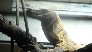 Feeding Varanus salvadorii [upl. by Greggory]