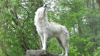 What 30 Wolves Howling Sounds Like [upl. by Ytak]