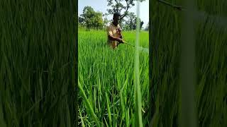 farmer kitnashak angar krishi [upl. by Leavy999]