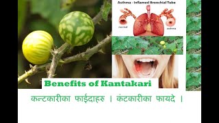 Benefits of Kantakari Solanum xanthocarpum  Wild Eggplant YellowBerried Nightshade  Febrifuge [upl. by Yrahcaz]