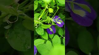 Aparajita flower  shorts youtubeshorts aparajita butterflypea [upl. by Rehpotsirk]