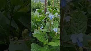 quotBlue Butterfly Bushquot  BEAUTIFUL Africa native flower [upl. by Toomin]