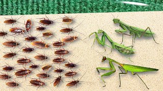 300 Hungry Cockroaches VS 3 Hungry Praying Mantises Amazing Results [upl. by Aenej]