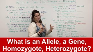 Alleles vs Genes What is an allele Plus HOMOZYGOTE vs HETEROZYGOTE [upl. by Nosbig146]