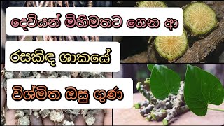 Rasakida  රසකිඳ ශාකයේ ඔසු ගුණ වරුන  osu1380 [upl. by Enrev]