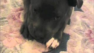 Puppies 101 Sweet Staffy Puppy on a Rug [upl. by Estey]