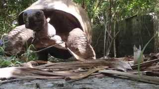 Aldabra tortoise walking in Mauritius [upl. by Kuhlman]