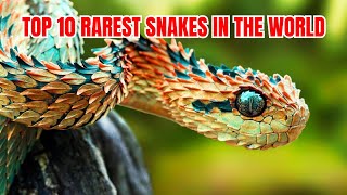 Top 10 Rarest Snakes in the World  10 Rarest Snakes [upl. by Ripp920]