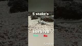 Iguana Vs snake fight can iguana are survive from 100 snake 🔥😱  shorts animalfight viral [upl. by Demb]