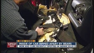 Mama bear 2 cubs destroy familys car [upl. by Eita86]