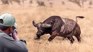 The last moments of the African buffalo African buffalo hunting with guns and arrows [upl. by Meara]