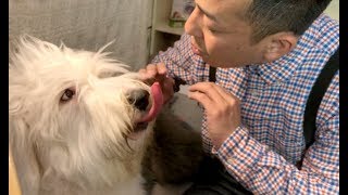 【有名ミュージカル犬】優しい大型犬！オールドイングリッシュシープドッグSP [upl. by Ramsdell]