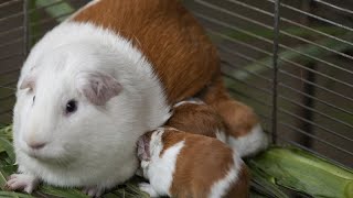 Genetically modified guinea pig Peru celebrates 20th birthday [upl. by Graves760]