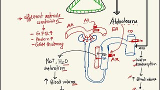 Anti hypertensive drugs ACE inhibitors and ARb  hypertension series class 6 [upl. by Accever]