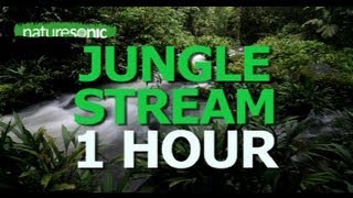 Deep Jungle Sounds  EXOTIC BIRDS amp TRICKLING STREAM OAXACA MEXICO [upl. by Dillon829]