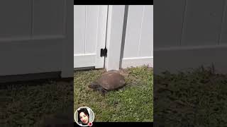 I found this tortoise in my yard 11142024 [upl. by Uwkuhceki928]