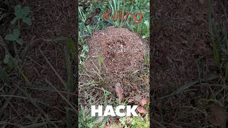 How to use WATER to kill Ants [upl. by Jecho]