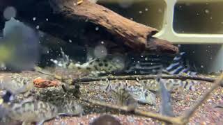 L236 L46 pleco CW111 [upl. by Fredi]