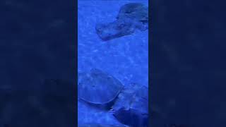 Incredible Horseshoe Crab Mating Ritual Nature’s Ancient Dance [upl. by Fraase]