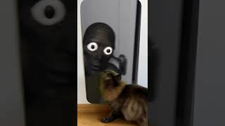 Cat reaction to😱🕷️Send this to your friends and see who gets scared Compilation🤪😲Skibidi Toilet Song [upl. by Winslow]