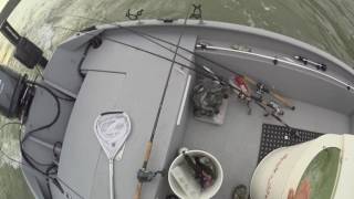 Pitching Shad at Melton Hill Dam for Stripers [upl. by Renard]