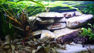 Long video version of the Xiphophorus Maculatus aquarium [upl. by Hansel]