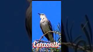 Cenzontle Zenzontle Sinsonte birds relaxing aves cantodeaves birdslover shorts Nature Sounds [upl. by Annalise]