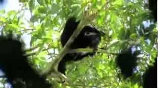 Siamang gibbon Symphalangus syndactylus foraging 1 [upl. by Guthrey]