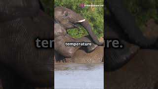 Why Elephants Have Big Ears facts elephants wildlife [upl. by Timotheus269]