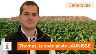 JAUNISSE  entretien avec Thomas Dittly spécialiste betteraves chez KWS [upl. by Lorrad604]