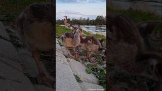 Egyptian goose family CloseUp  Nilgans familie Großaufnahme Parkinsel  Ludwigshafen am Rhein [upl. by Ebner]