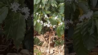 Quanta flor no meu cafezal chácara vidanaroça agro cafezal [upl. by Irme]