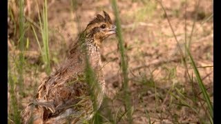 Arkansas Wildlife  S5E2 Prescribed Fire Quail Habitat and Quail Recipe [upl. by Eidnac]