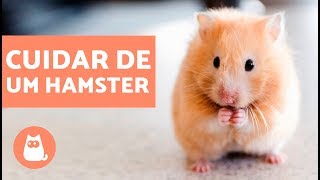 Como cuidar de um hamster [upl. by Niletac]