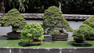 Omiya Bonsai Village [upl. by Connors]