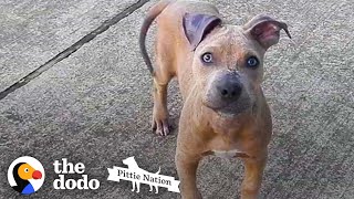 Hairless Pittie Pup Transforms Into The Most Handsome Guy  The Dodo Pittie Nation [upl. by Him920]