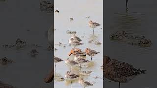 blacktailed godwits mostly sleeping on Pennington marsh in Hampshireshortsbirdsnature wildlife [upl. by Ward]