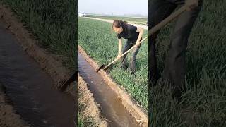 Irrigation management irrigation agriculture shortsfeed youtubeshorts videoviral viralreels [upl. by Dugaid354]