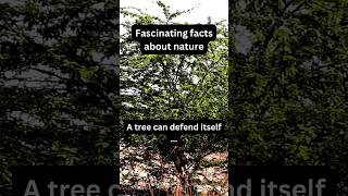 This Tree Fights Back with Poison Defense X Nature fact nature tree [upl. by Ronna]