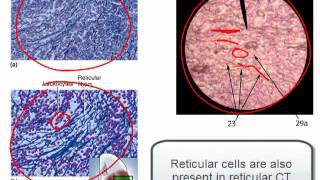 Connective Tissue Part 1 [upl. by Grew110]