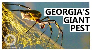 Georgia Home to Giant New Joro Spider Species [upl. by Socha]