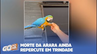 ADEUS PIPOCA MORTE DA ARARA AINDA REPERCUTE EM TRINDADE [upl. by Nylannej931]